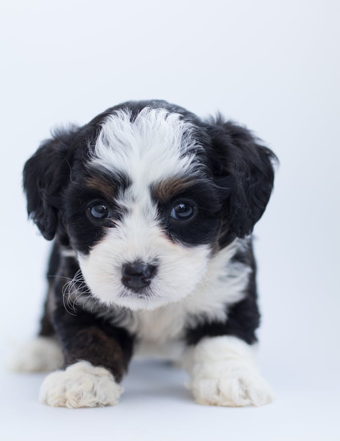 about-02 Close-up of a cute Bernedoodle puppy with fluffy fur in a studio setting.