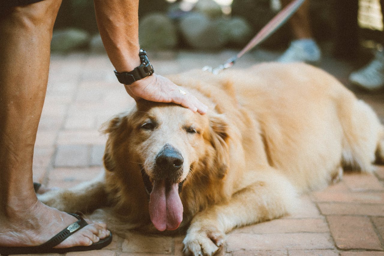hero-img-01 A Golden Retriever being petted while lying outdoors, showing love and relaxation.