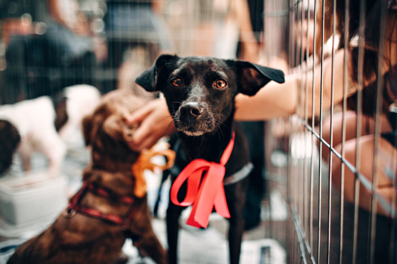 services-01 Cute black dog with red ribbon in animal shelter, symbolizing hope and rescue.