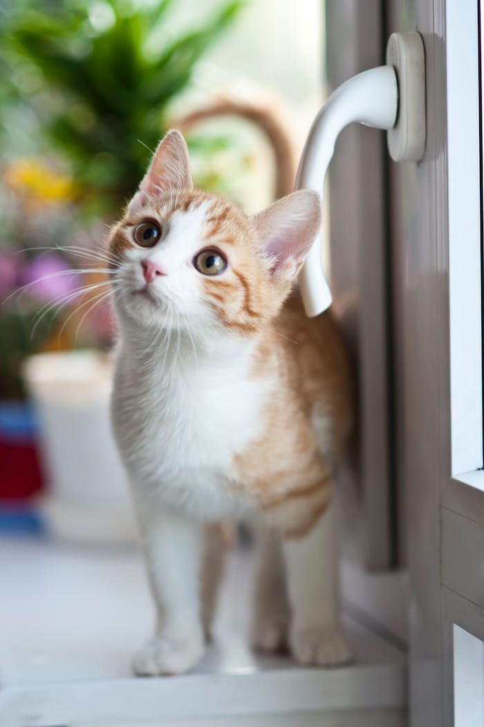 services-04 Adorable tabby kitten with orange fur curiously looking outside through the window.