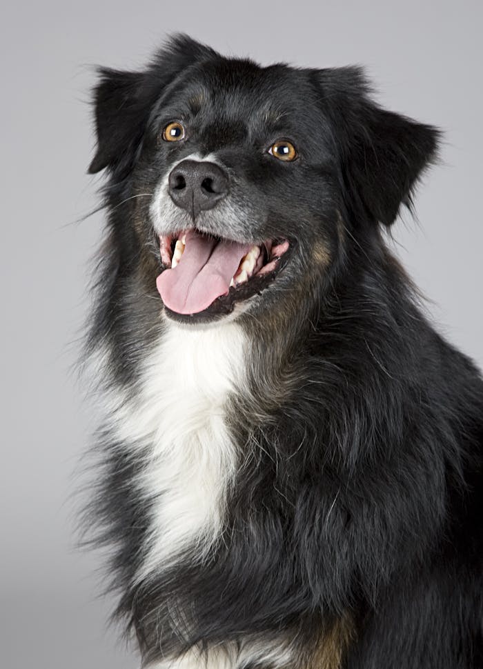 about-img Close-up portrait of a joyful Border Collie with a playful expression. Perfect for pet enthusiasts.