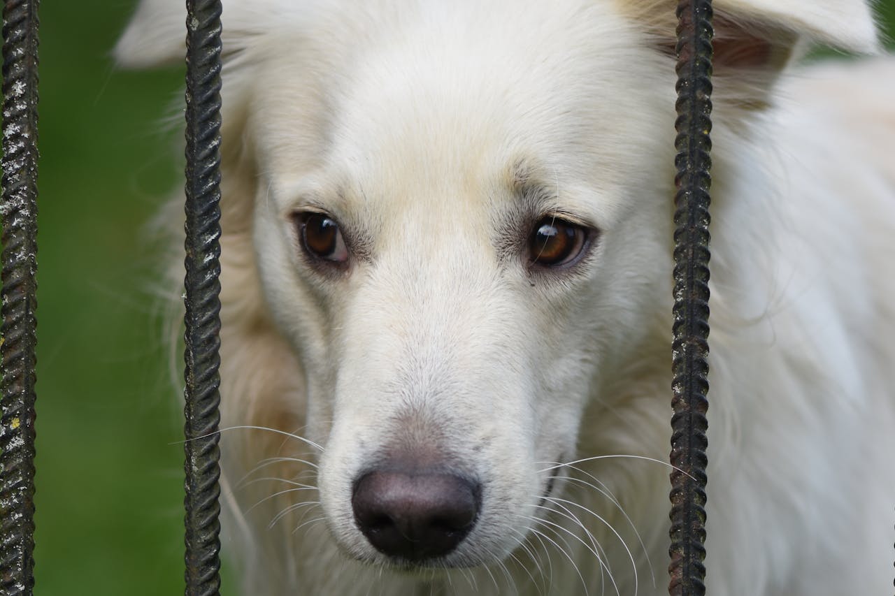 our-experience Close-up of a white dog with a longing gaze peering through a fence outdoors.