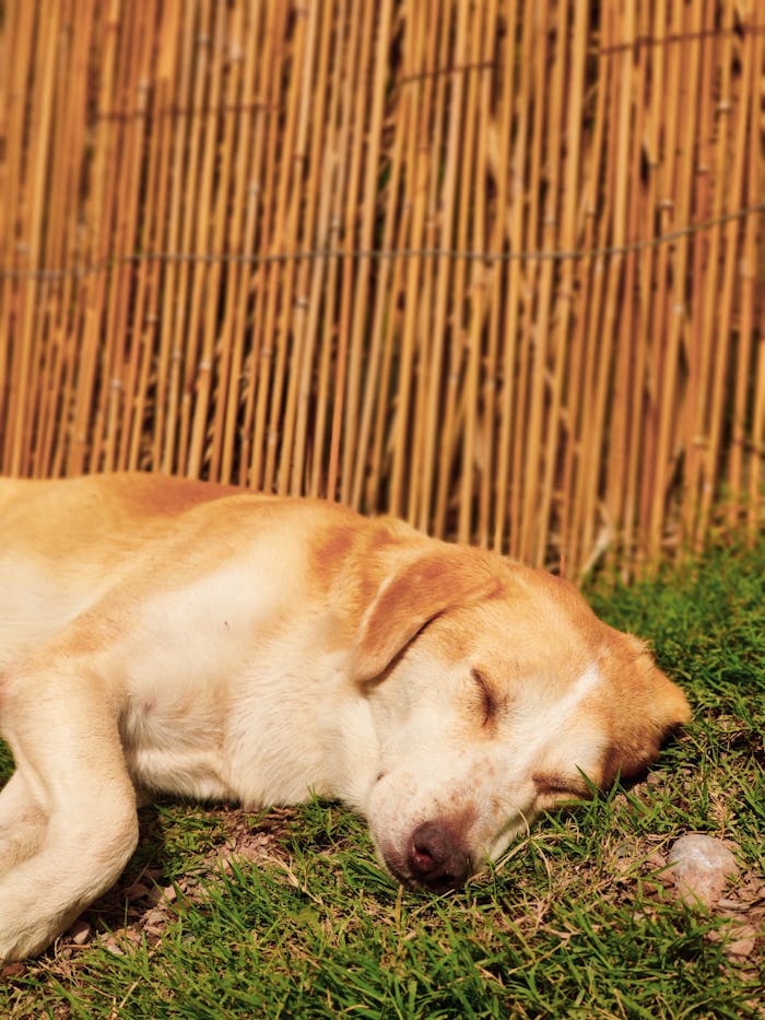 gallery-6 A golden dog peacefully sleeping on lush green grass against a bamboo fence background.