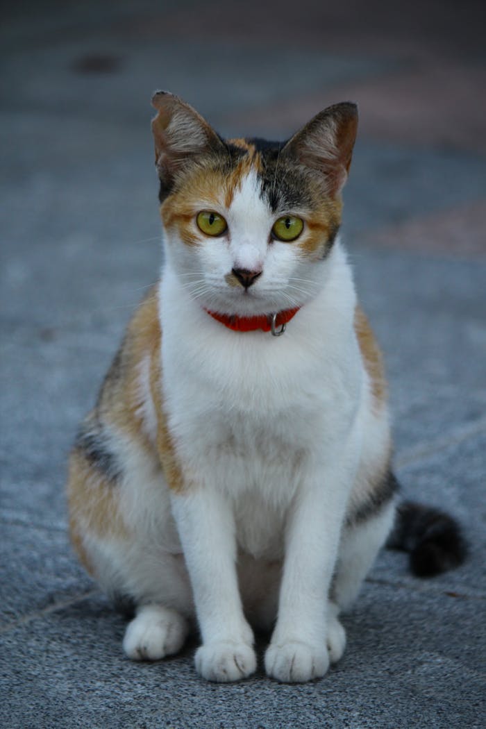 gallery-5 A calico cat with a red collar is sitting attentively on a paved surface.