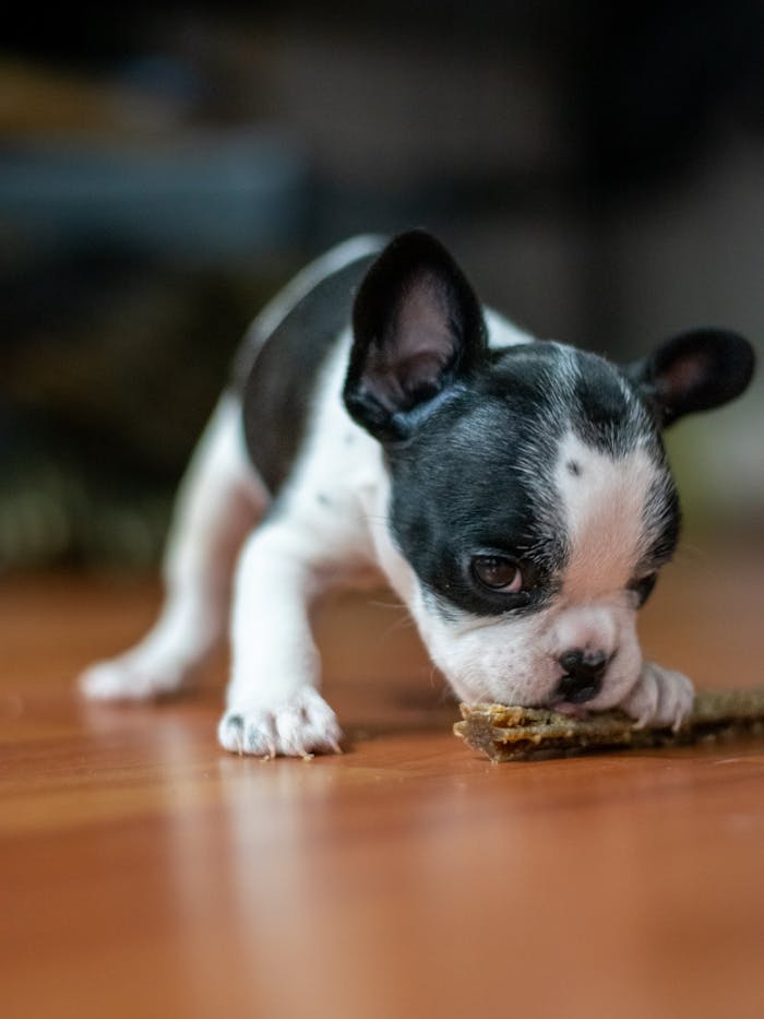gallery-4 Cute French Bulldog puppy chewing on a stick indoors on a wooden floor.