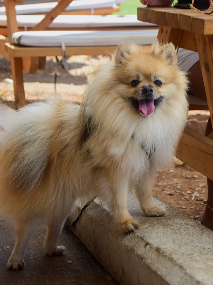 gallery-3 Cute Pomeranian dog standing outdoors beside wooden benches, tongue out and looking cheerful.