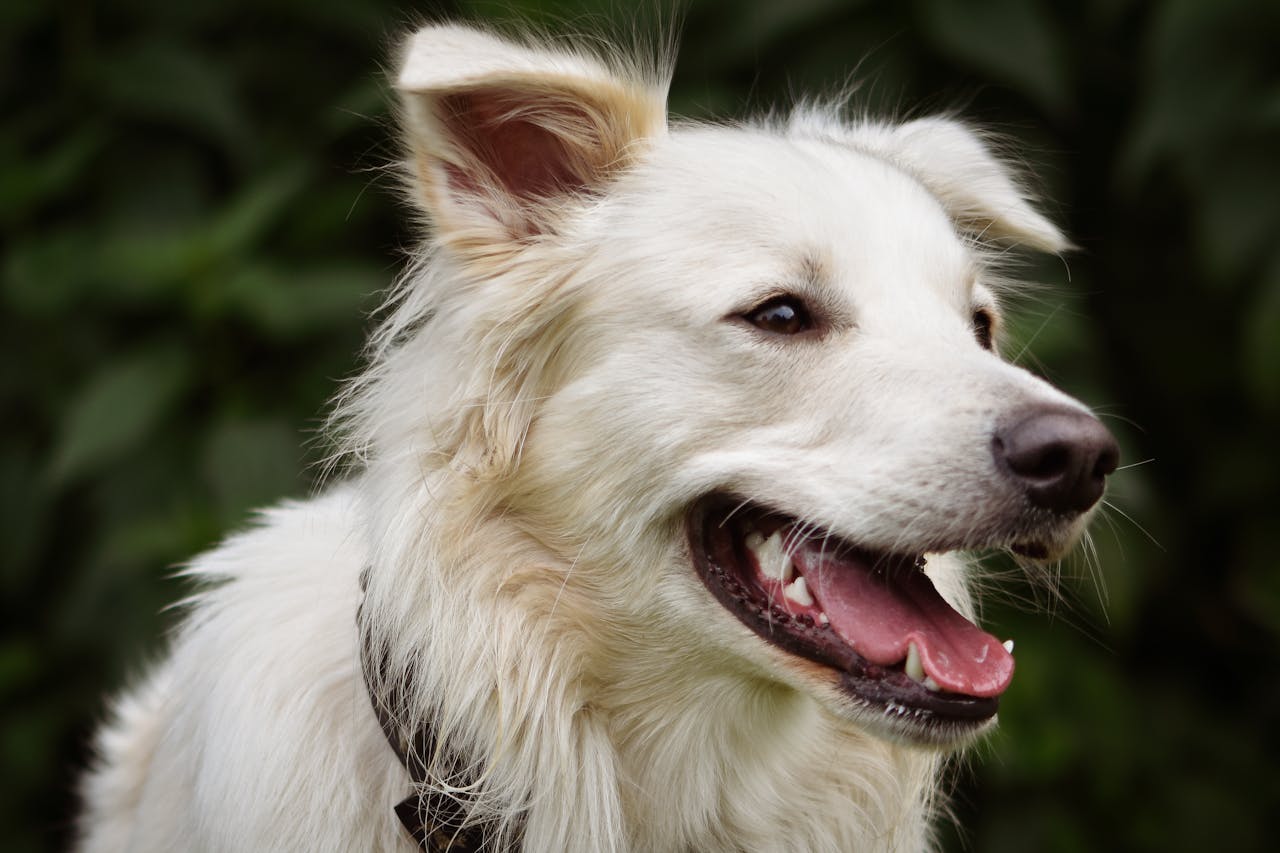 our-services-2 Close-up portrait of a playful white dog outdoors, showcasing its joyful expression.
