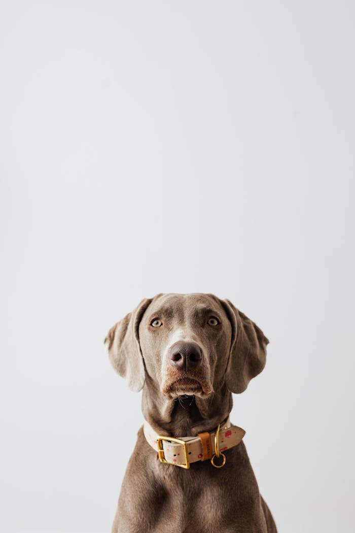 A Weimaraner dog facing the camera with ample copy space, perfect for pet-themed designs.